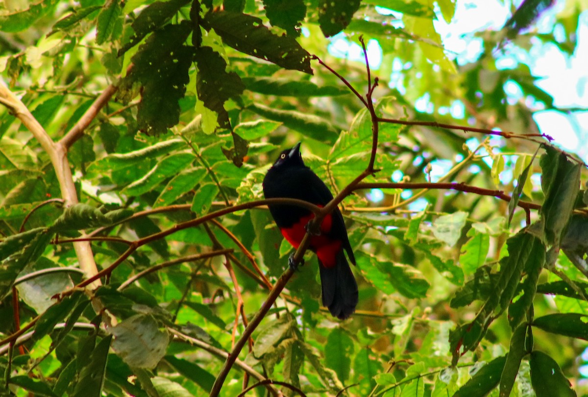 Red-bellied Grackle - ML622896995