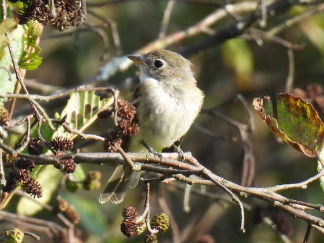 Least Flycatcher - Joseph McGill