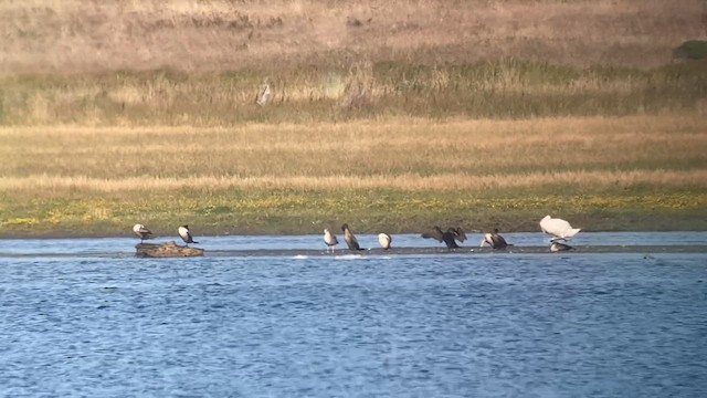 Cygne tuberculé - ML622897103