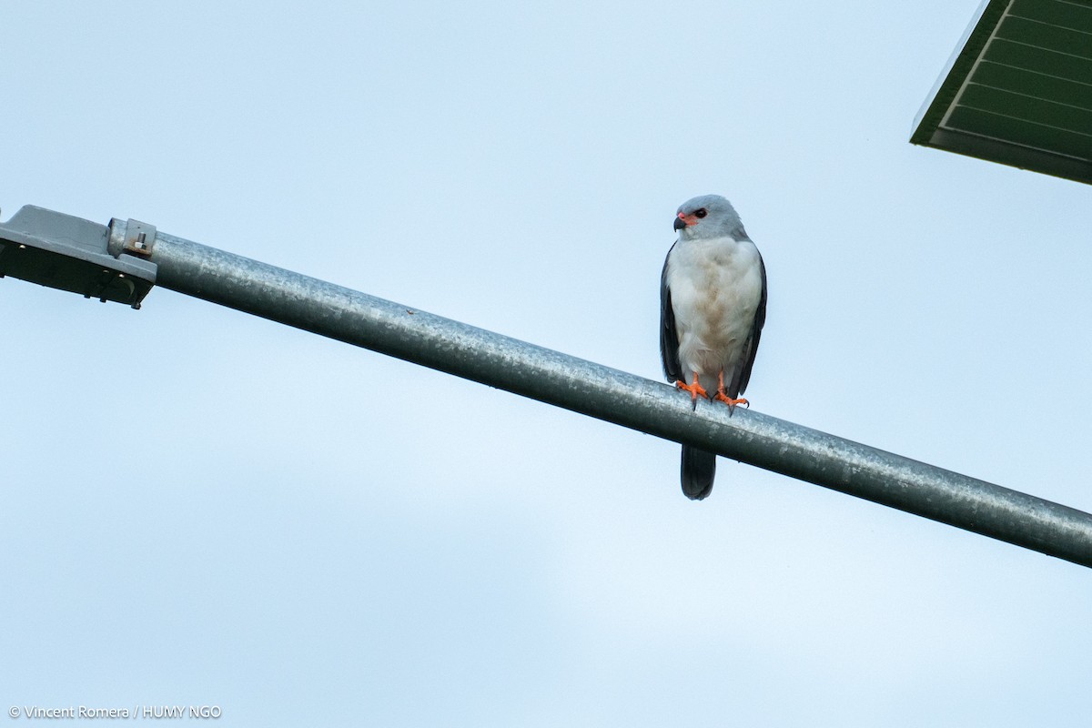 Gray-headed Goshawk - ML622897164