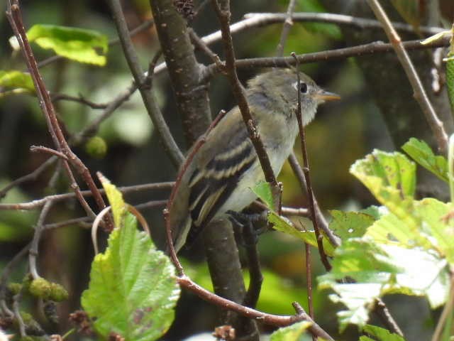 Moucherolle tchébec - ML622897190