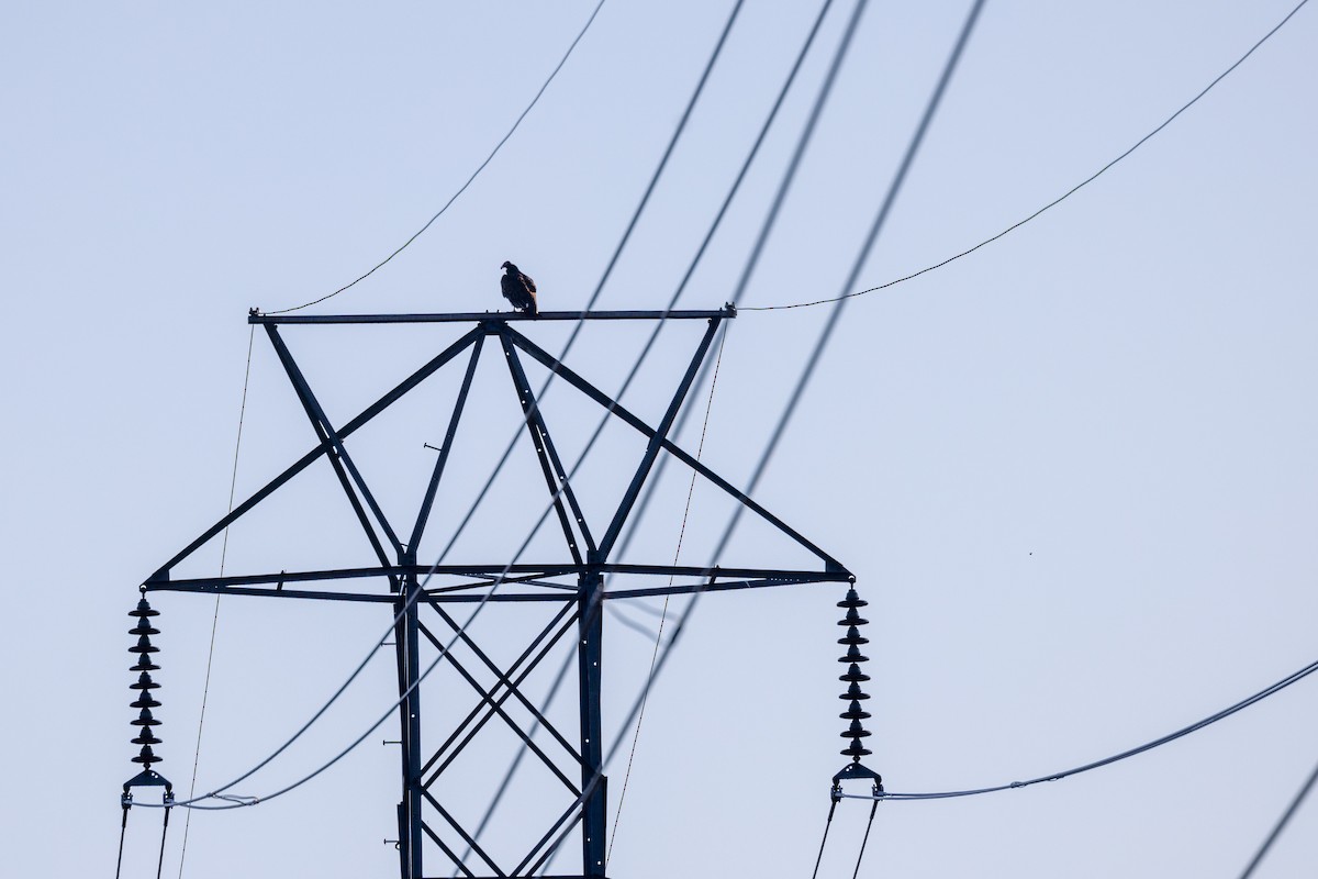 Turkey Vulture - ML622897197