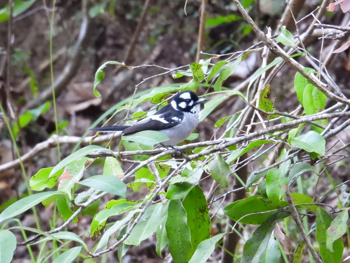 White-eared Monarch - ML622897225