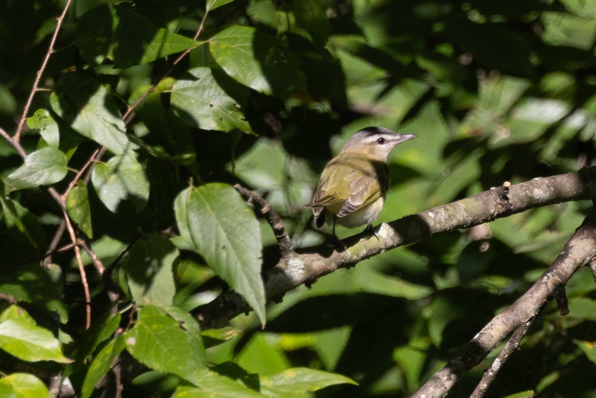 Red-eyed Vireo - ML622897243