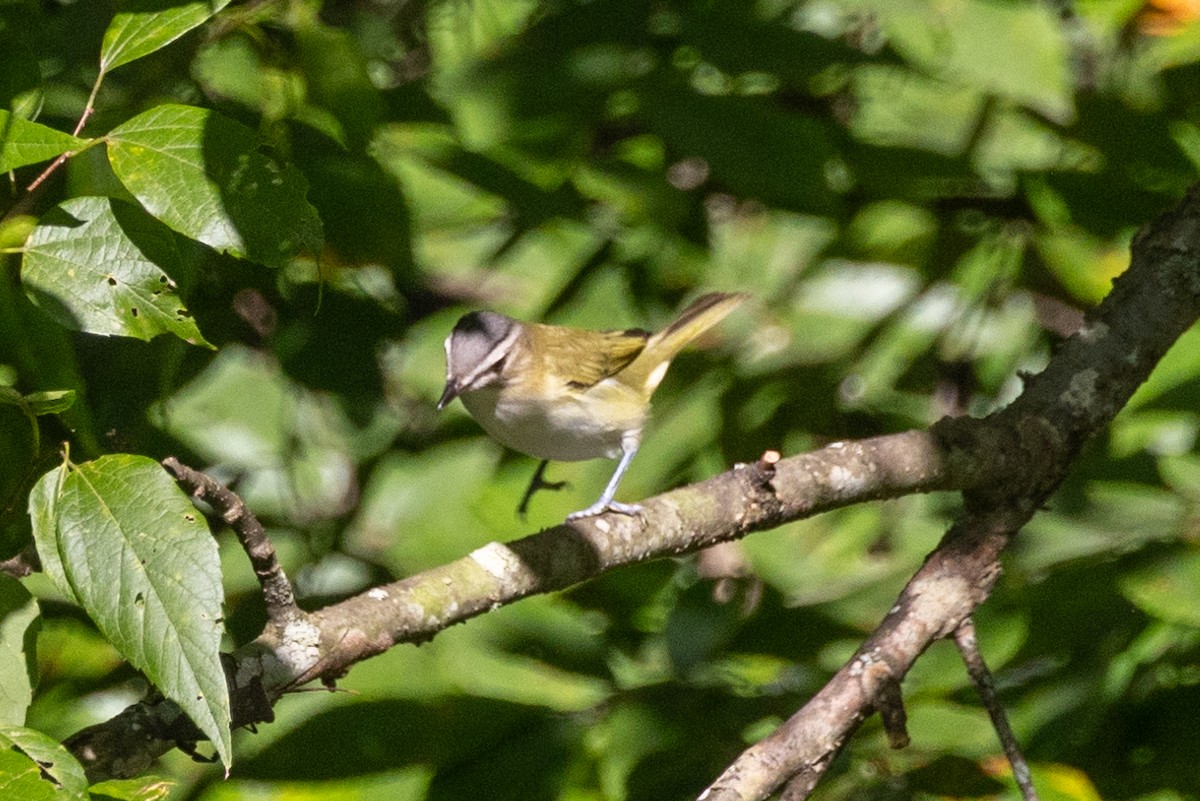 Red-eyed Vireo - ML622897244