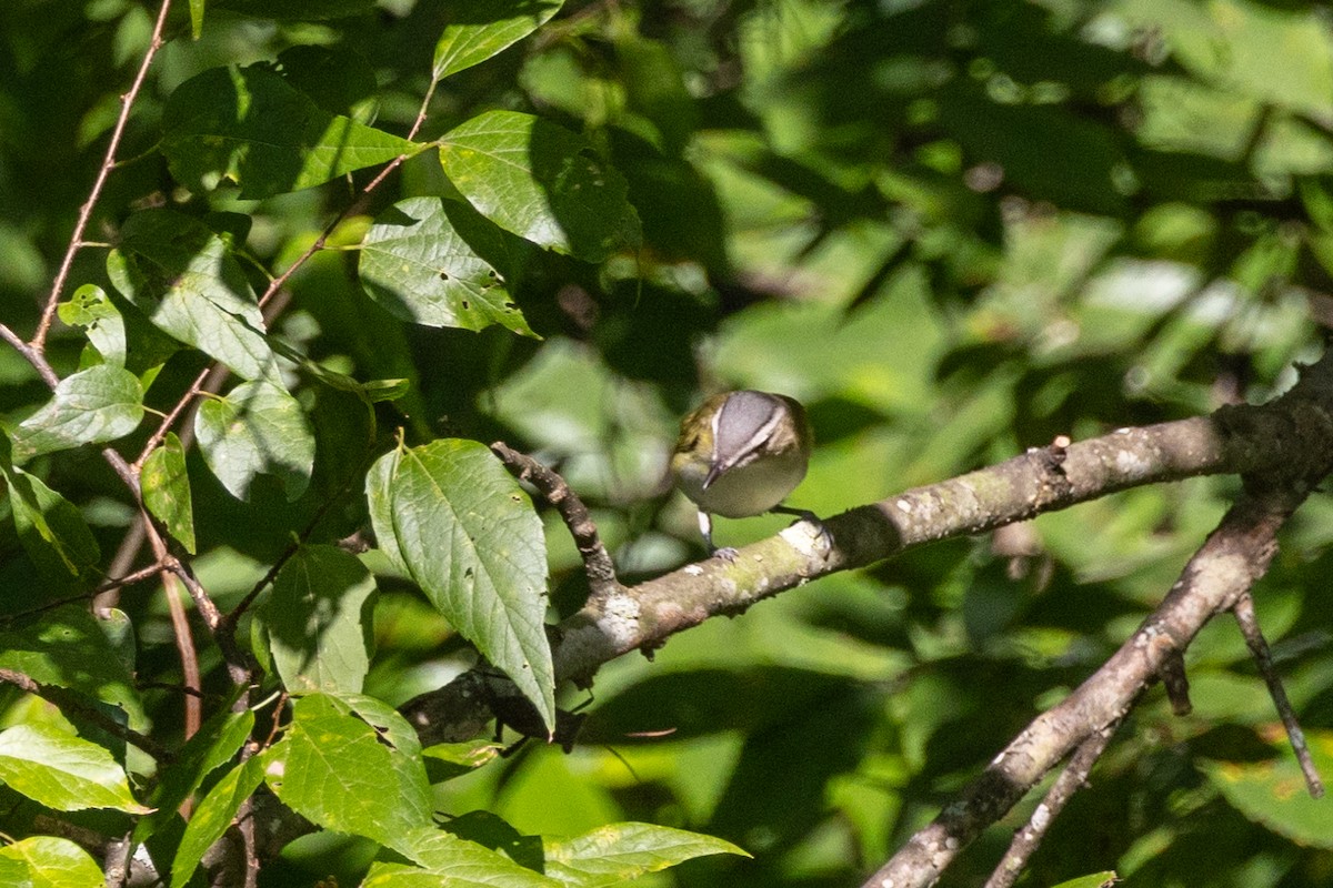 Red-eyed Vireo - ML622897245