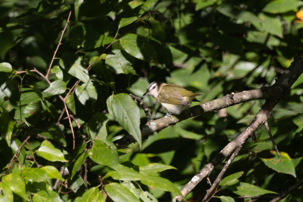 Red-eyed Vireo - ML622897246