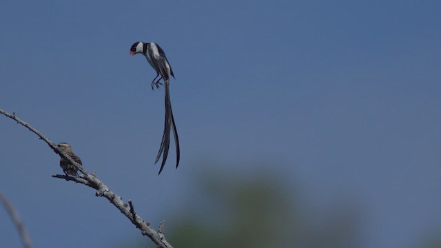 Pin-tailed Whydah - ML622897247