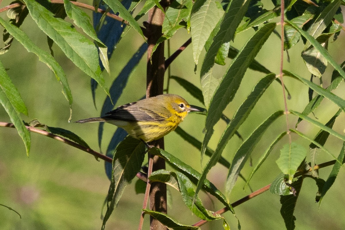 Prairie Warbler - ML622897270