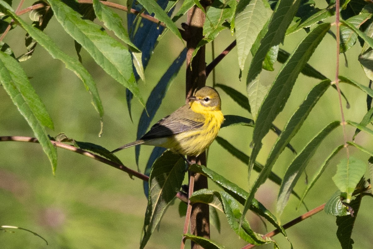 Prairie Warbler - ML622897271