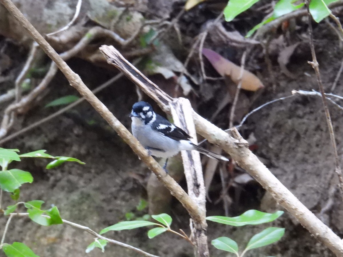 White-eared Monarch - ML622897275