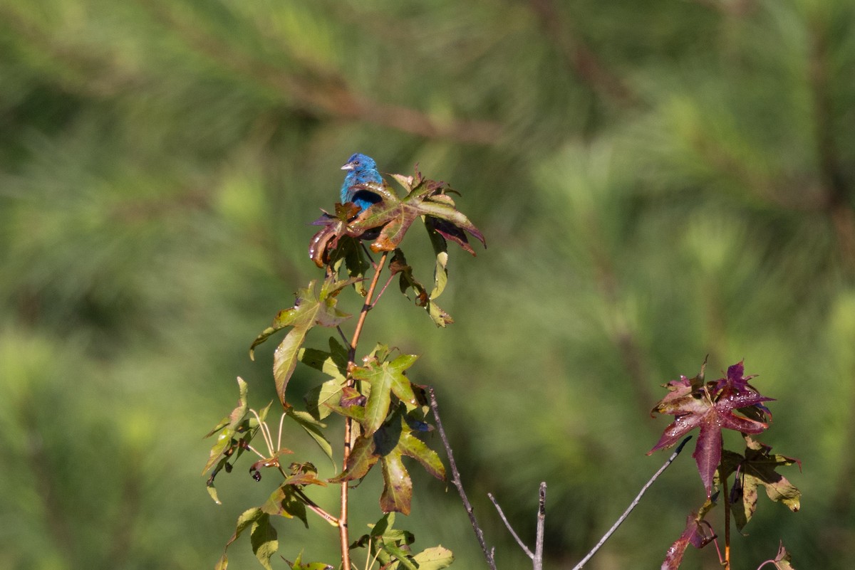 Indigo Bunting - Peter Repetti