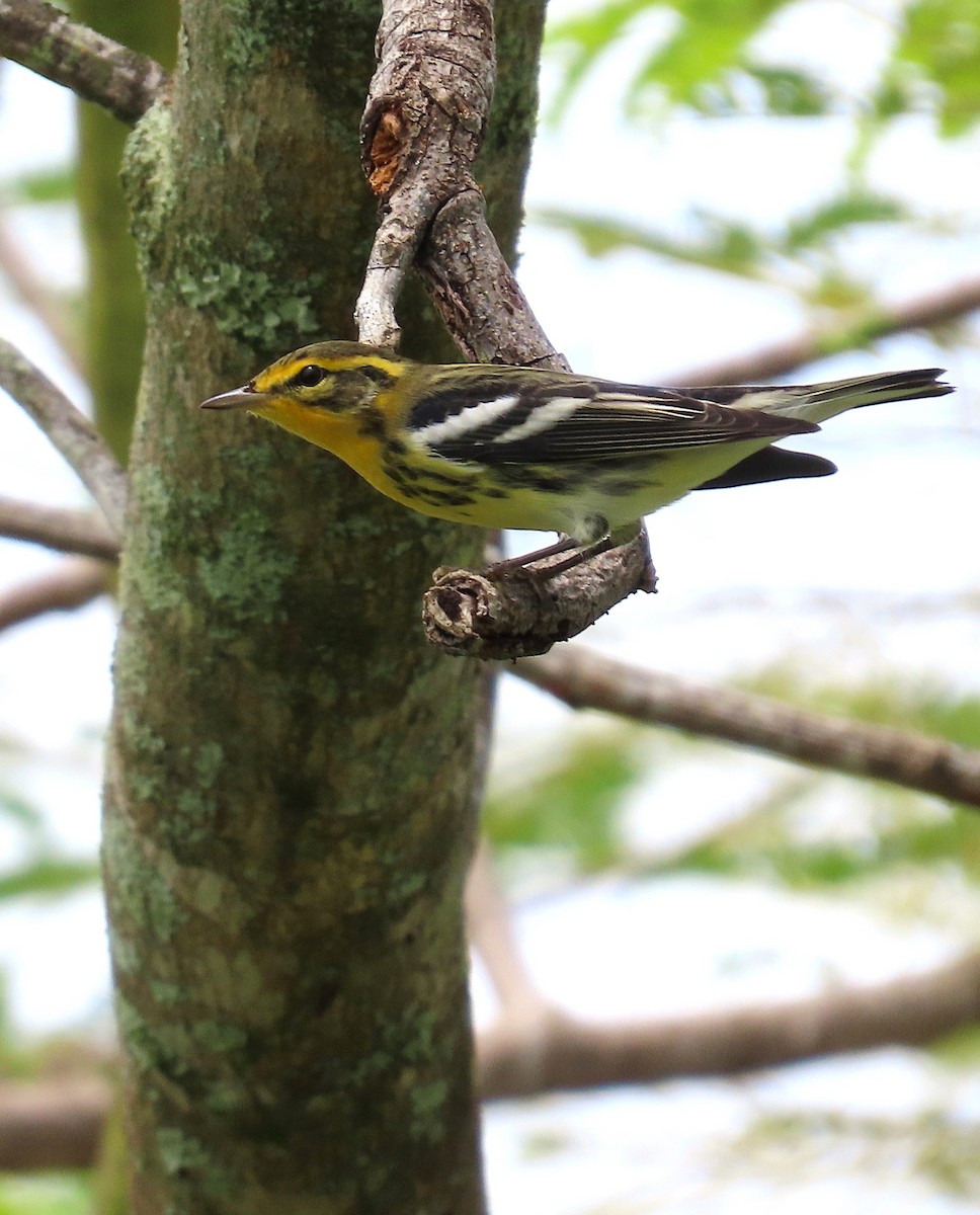 Blackburnian Warbler - ML622897353