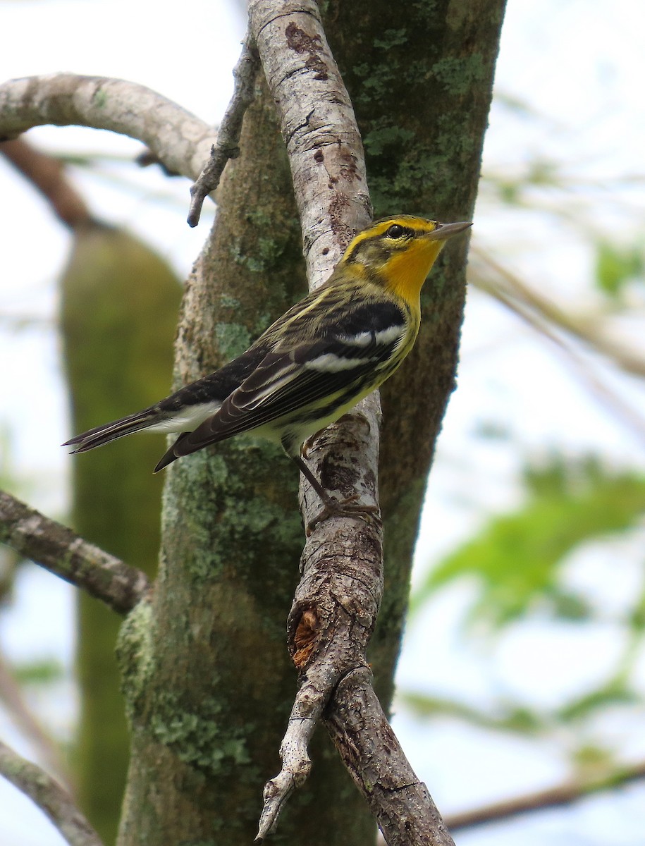 Blackburnian Warbler - ML622897379