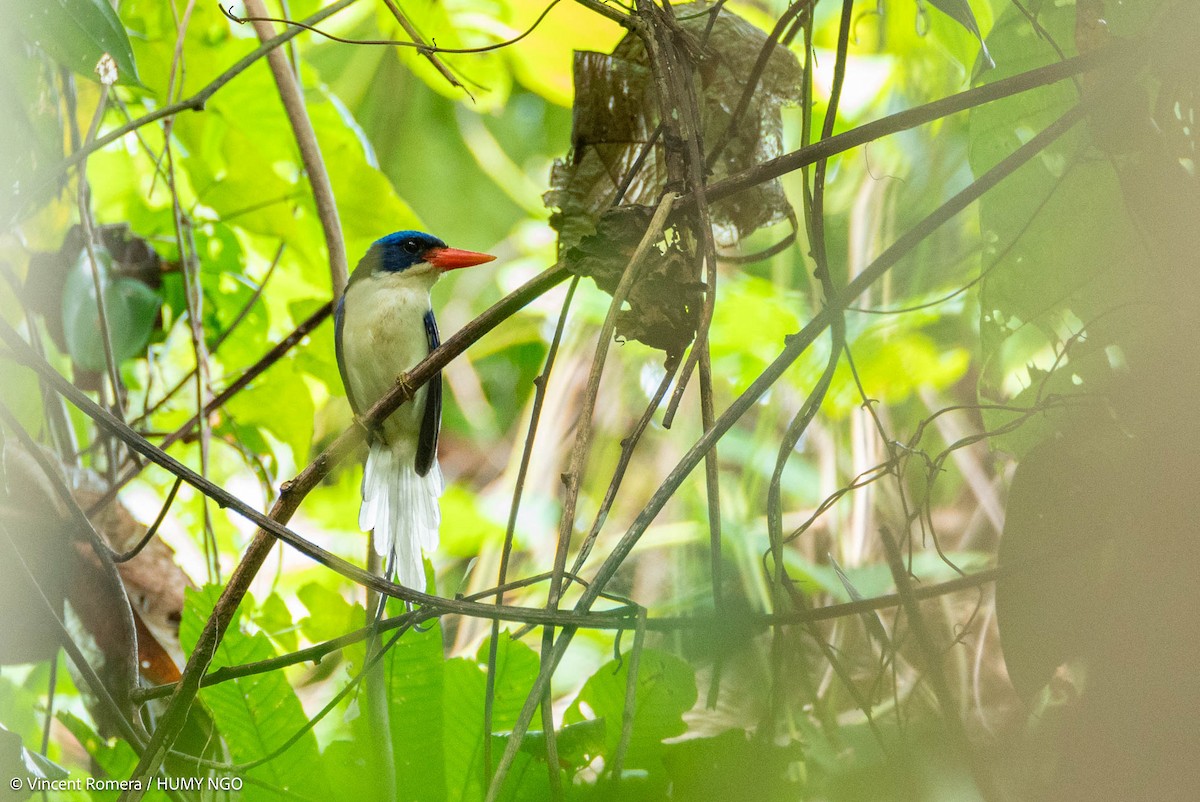 Common Paradise-Kingfisher - ML622897403