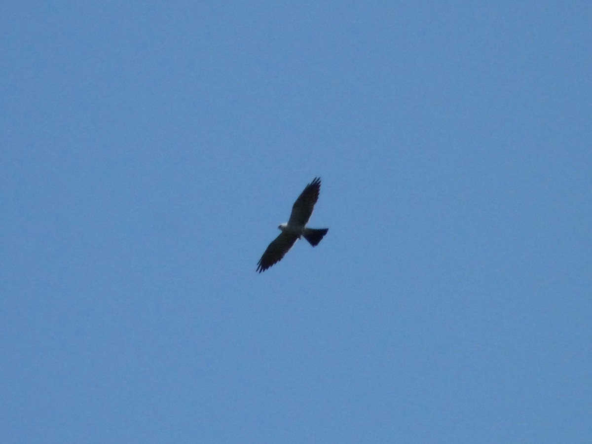 Mississippi Kite - ML62289741