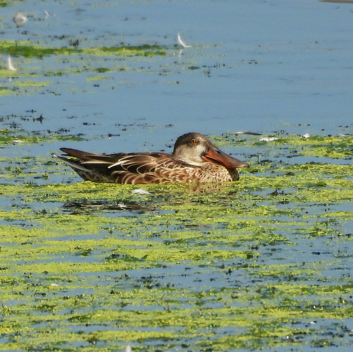 Northern Shoveler - Amanda Maduko