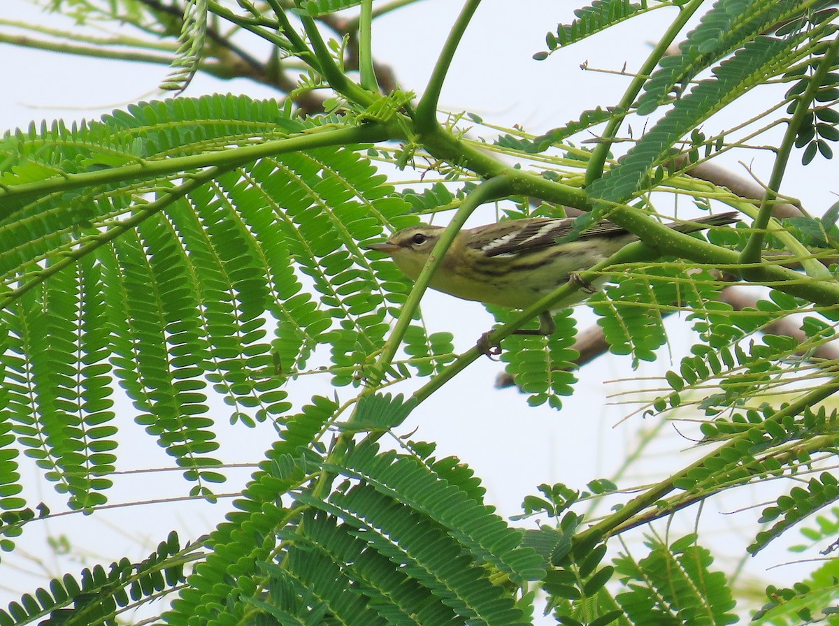 Blackburnian Warbler - ML622897441
