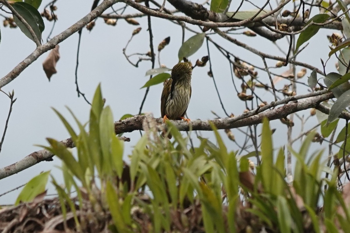 Streaked Spiderhunter - ML622897462