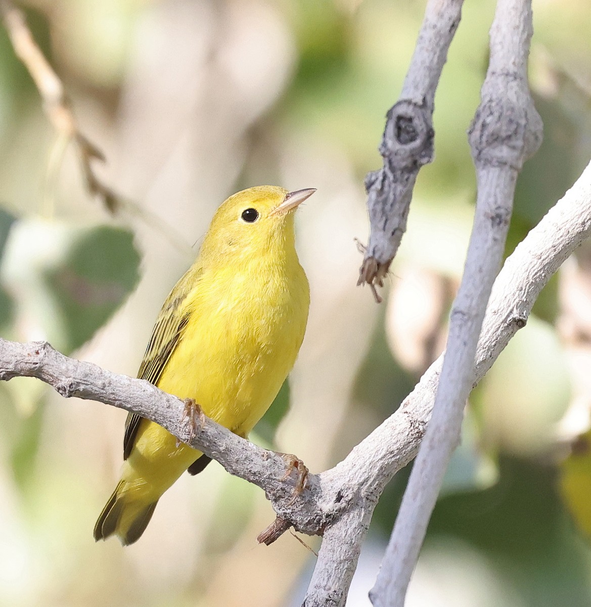 Yellow Warbler - ML622897464