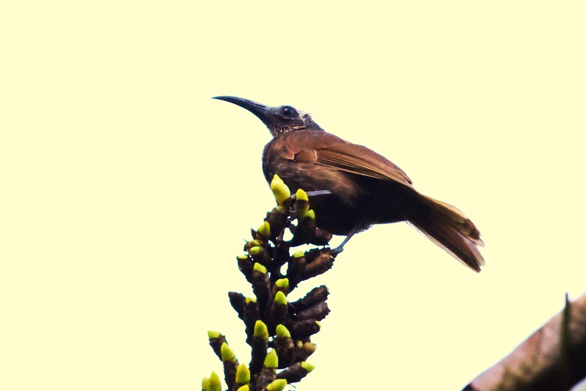 White-streaked Friarbird - ML622897471