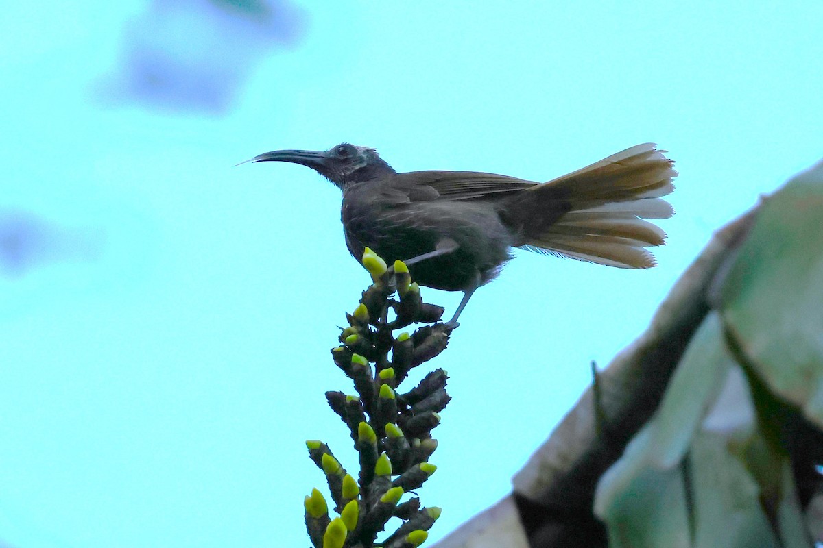 White-streaked Friarbird - ML622897472