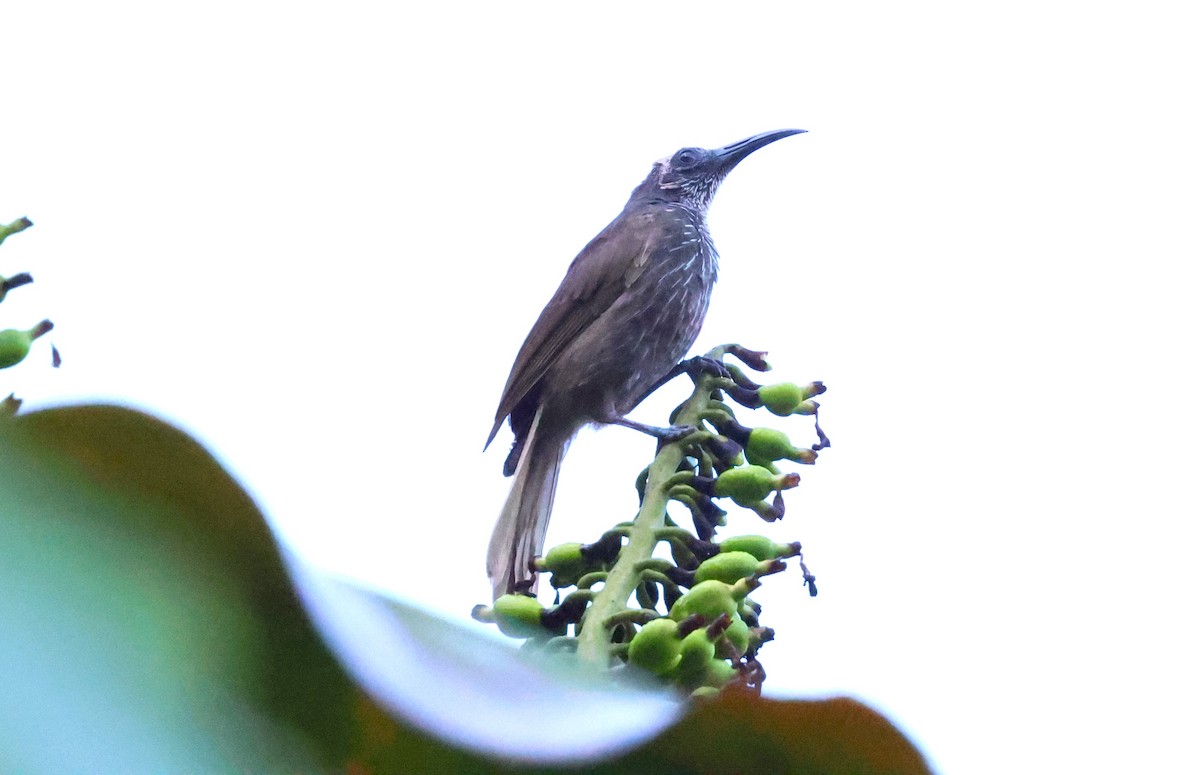 White-streaked Friarbird - ML622897473