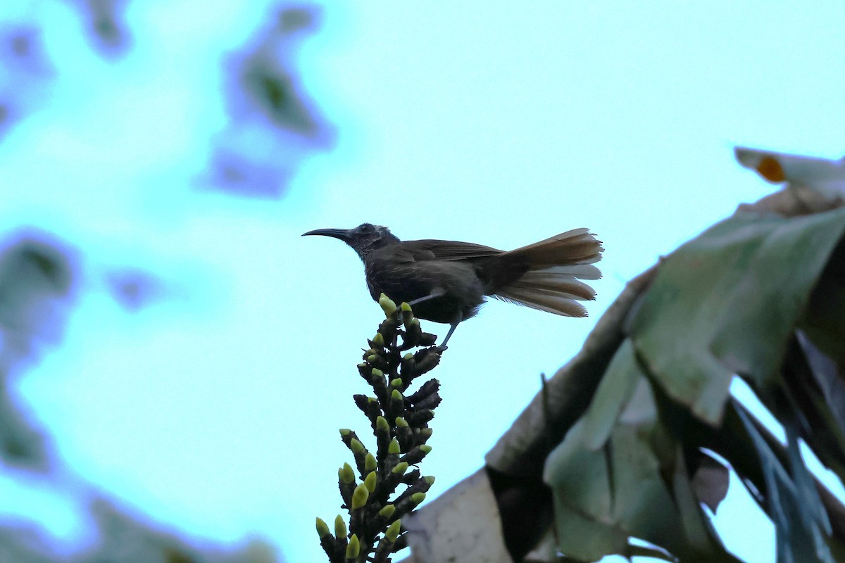 White-streaked Friarbird - ML622897474