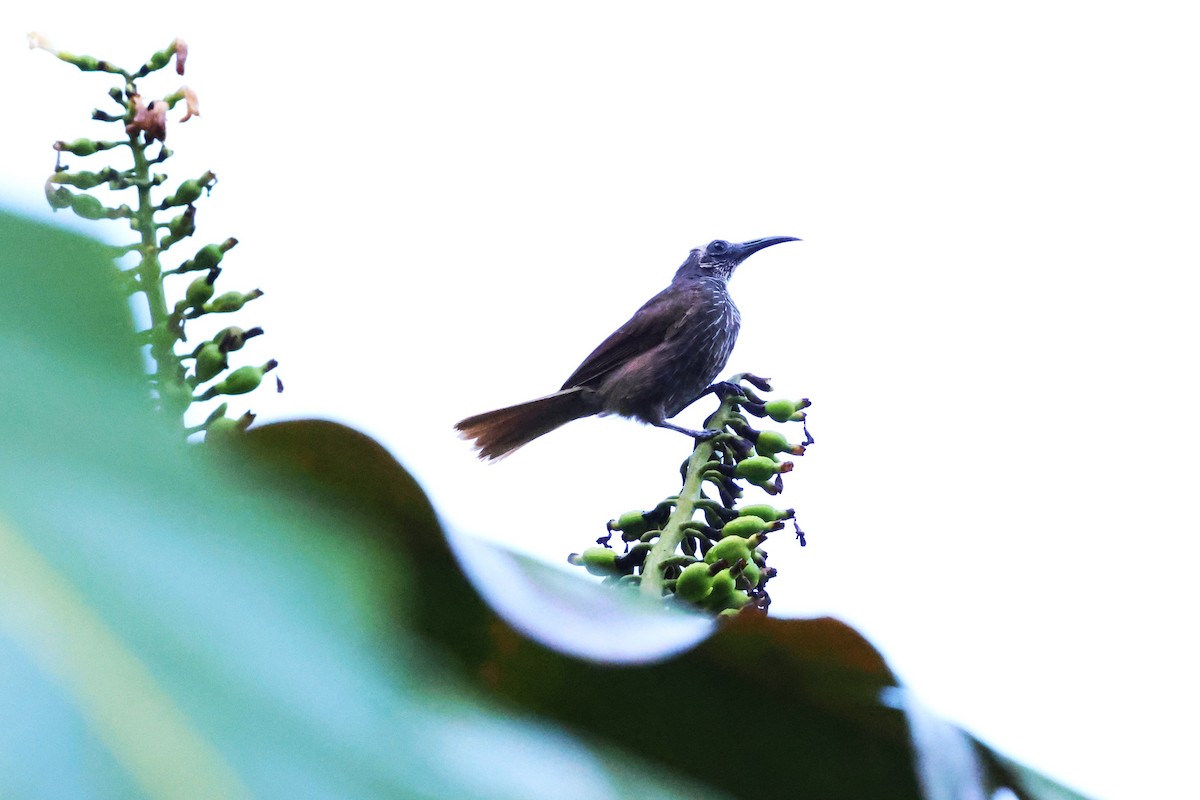 White-streaked Friarbird - ML622897476