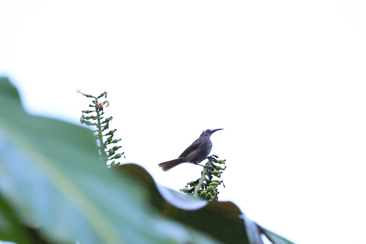 White-streaked Friarbird - ML622897478