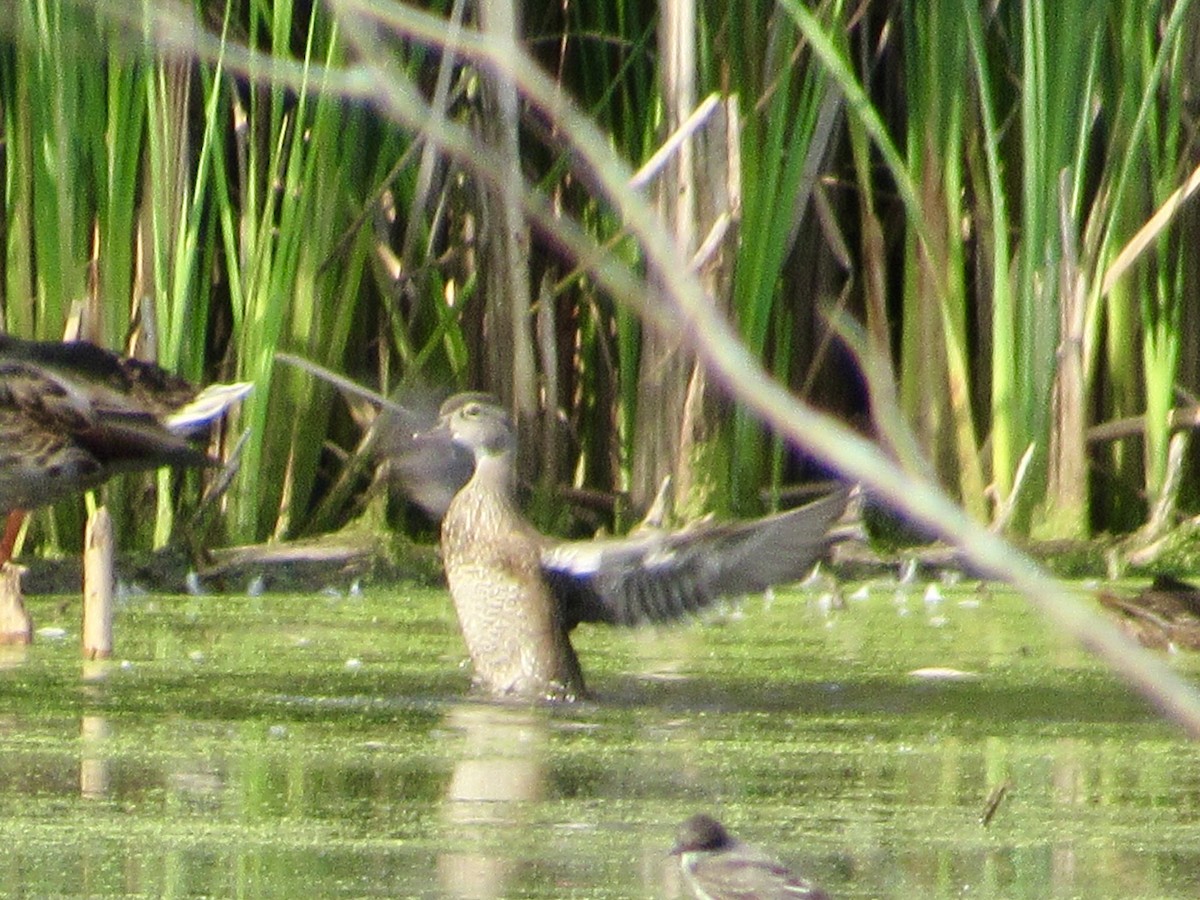 Wood Duck - ML622897518