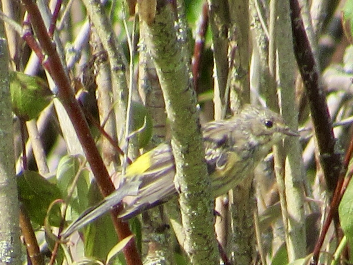 Yellow-rumped Warbler - ML622897534