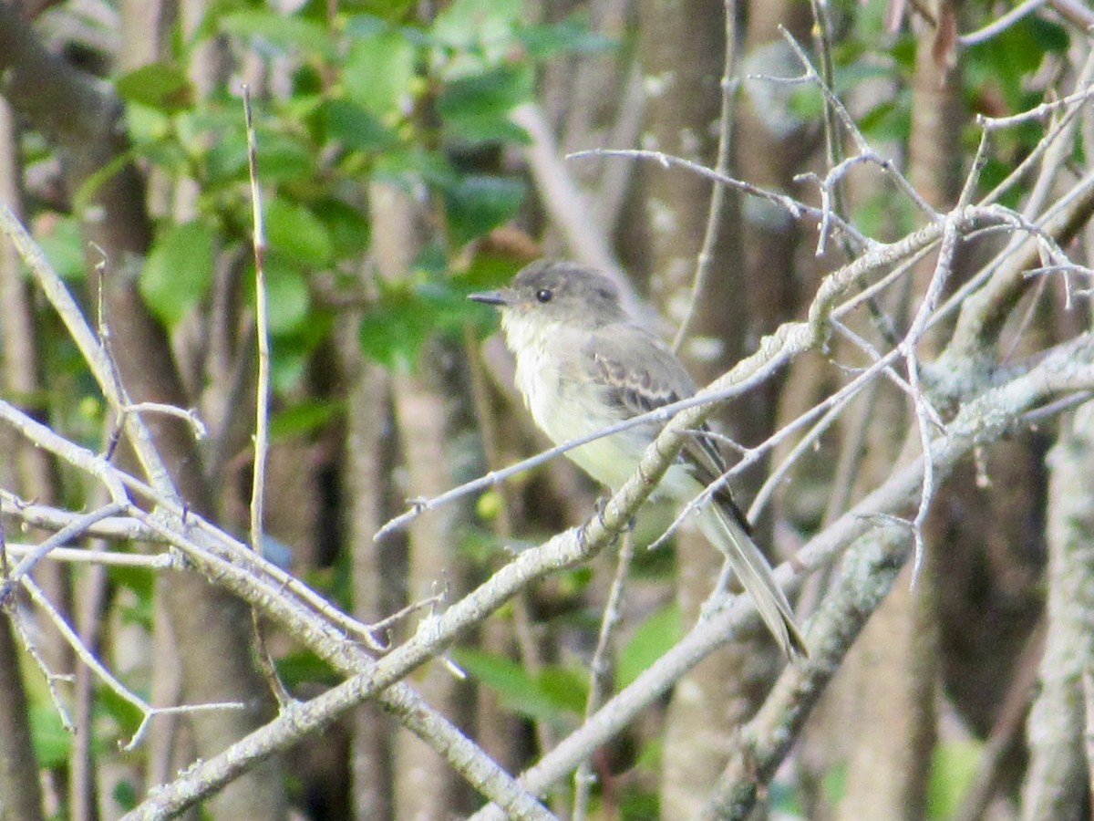 Eastern Phoebe - ML622897538