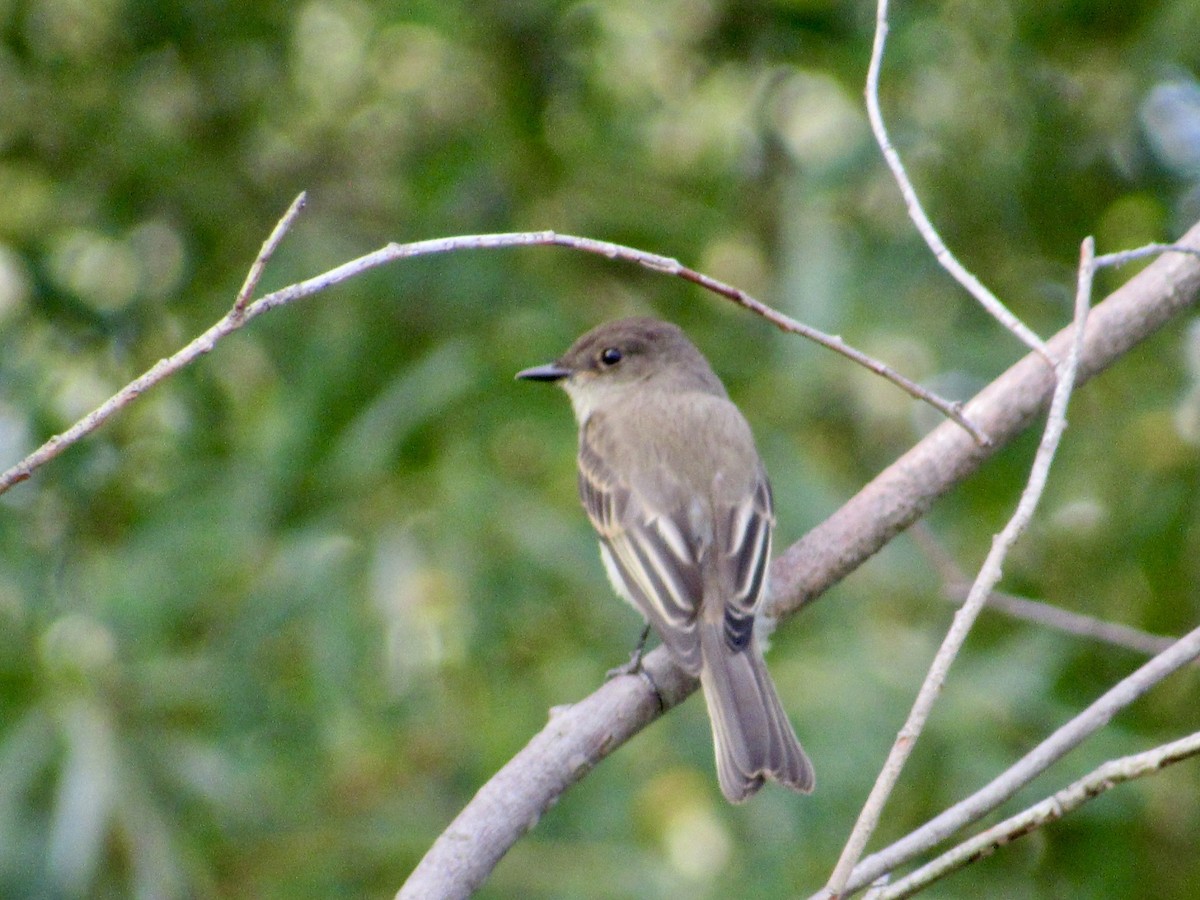 Eastern Phoebe - ML622897539