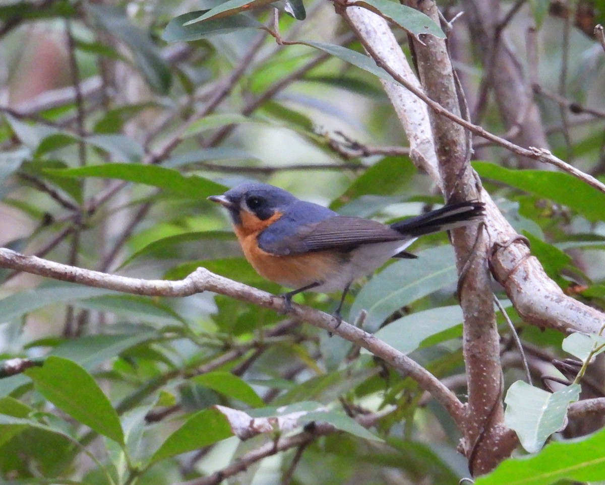 Australian Spectacled Monarch - ML622897575