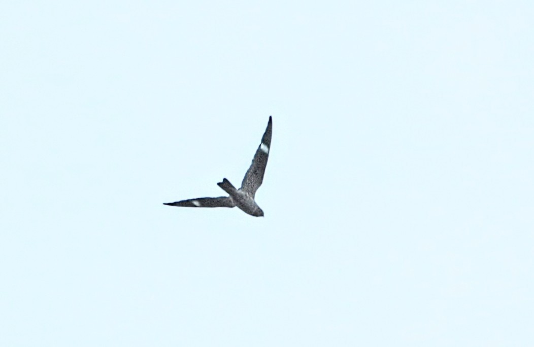 Common Nighthawk - Yves Robichaud