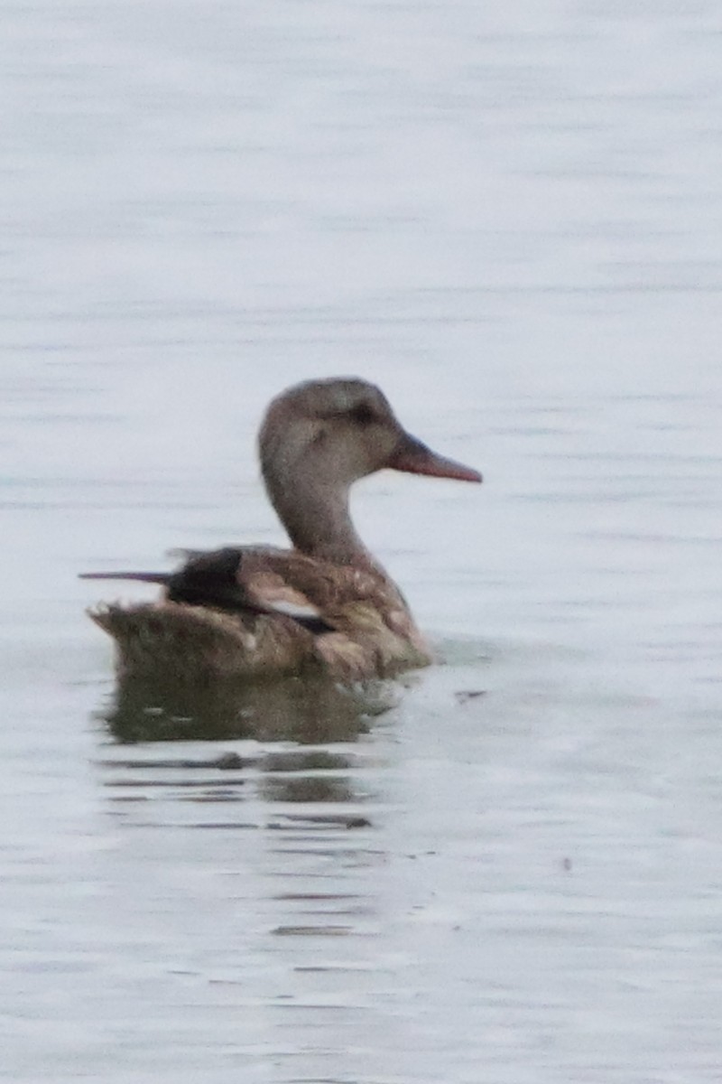 Gadwall - ML622897619