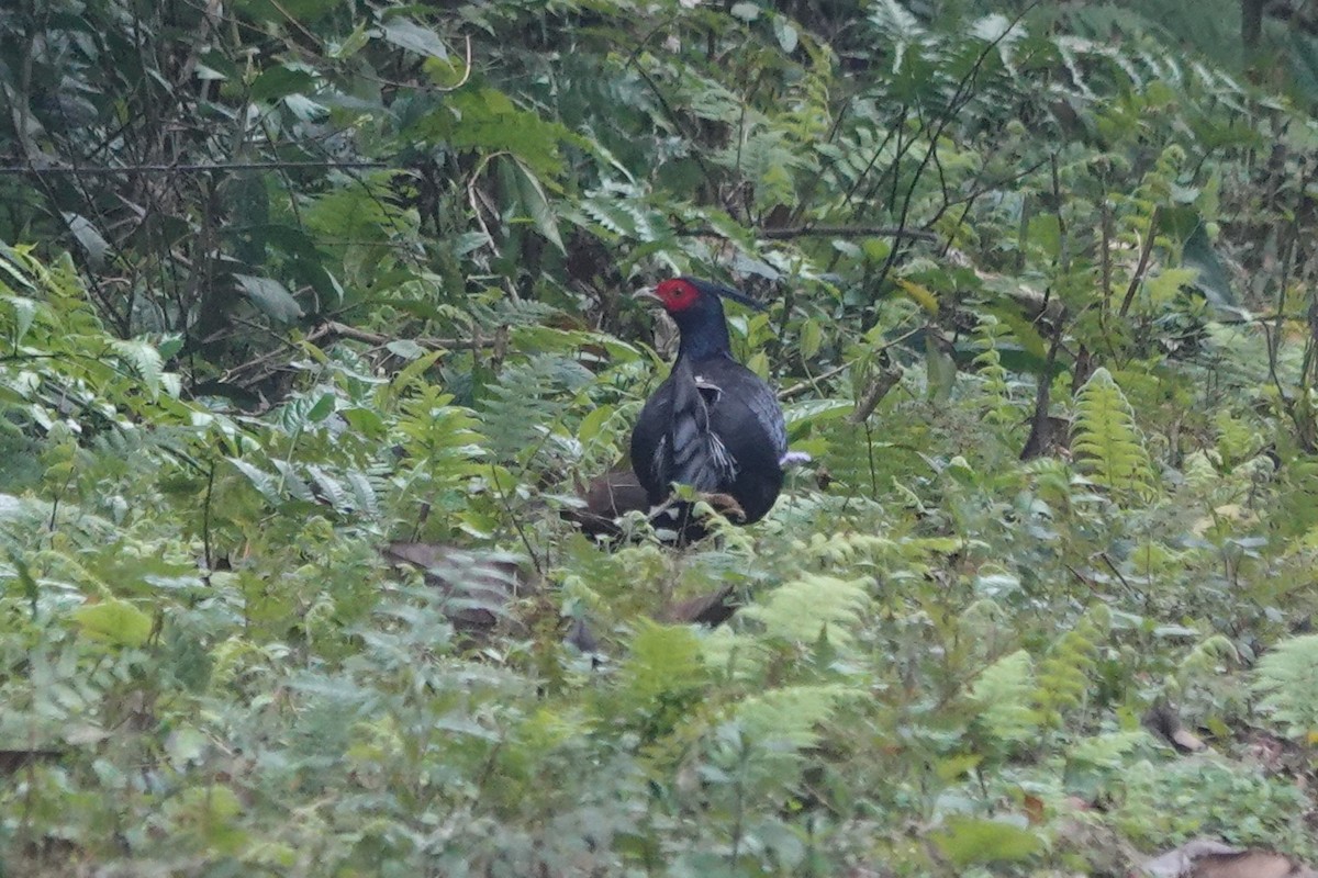 Kalij Pheasant - Terry Doyle