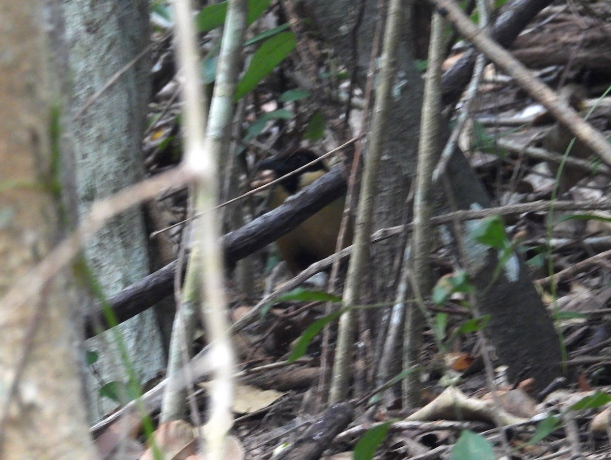 Noisy Pitta - ML622897671