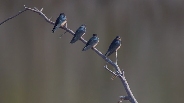 Golondrina Común - ML622897719