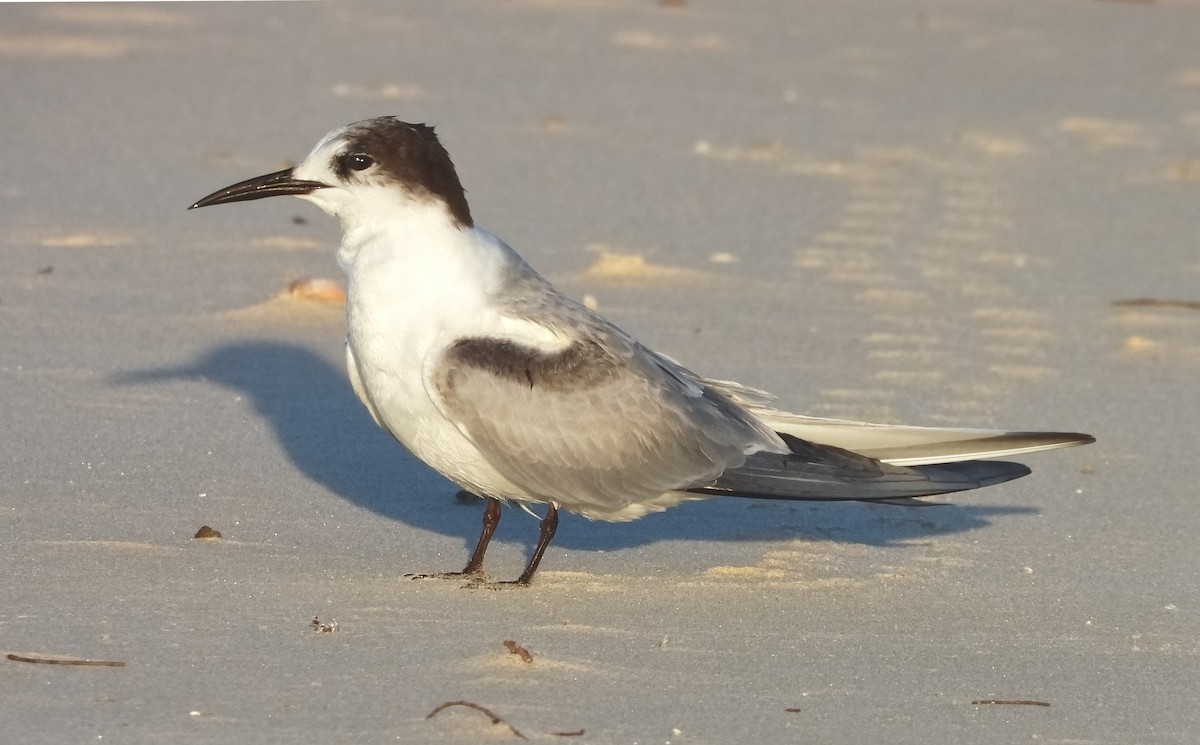 Common Tern (longipennis) - Steven McBride