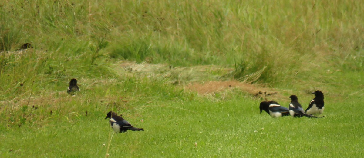 Black-billed Magpie - ML622897782