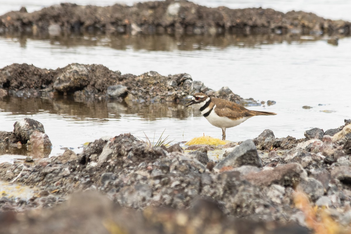 Killdeer - ML622897795