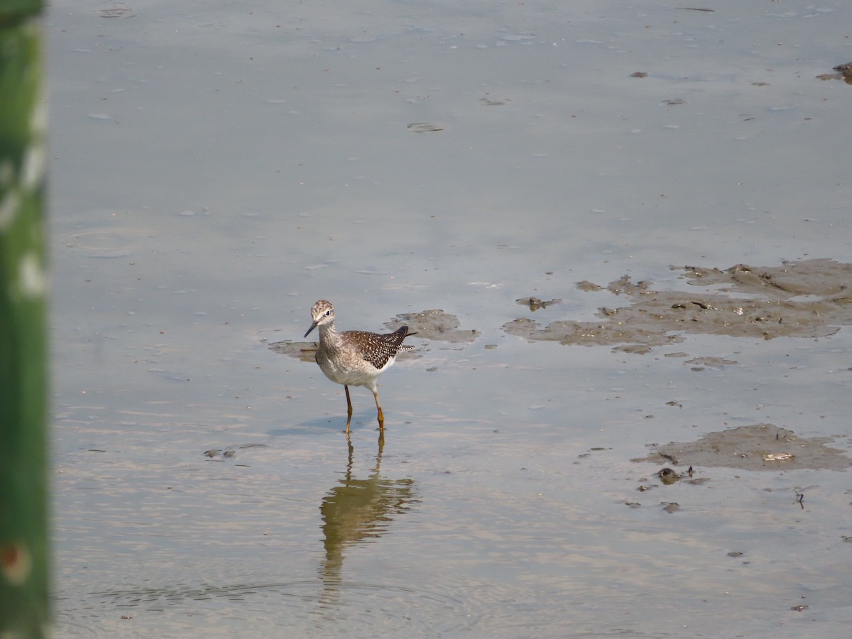 Lesser Yellowlegs - Anonymous