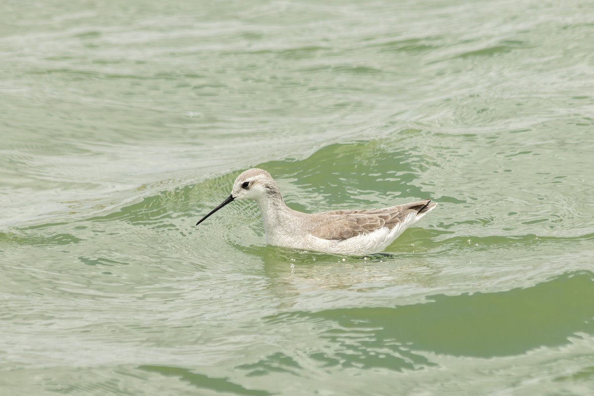 Wilson's Phalarope - ML622897804