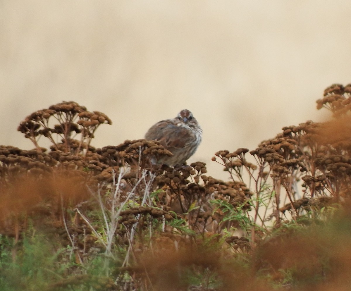 Song Sparrow - ML622897805