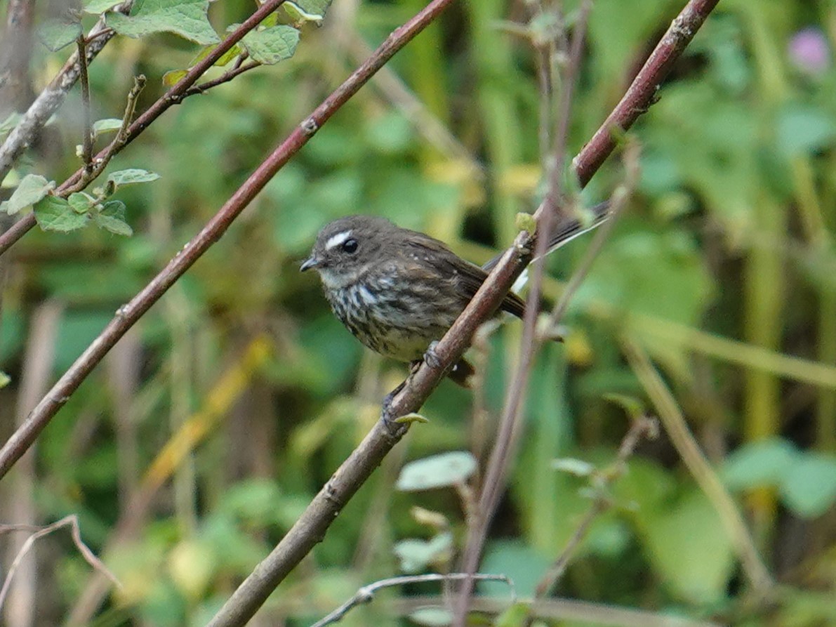 Fiji Streaked Fantail - ML622897816