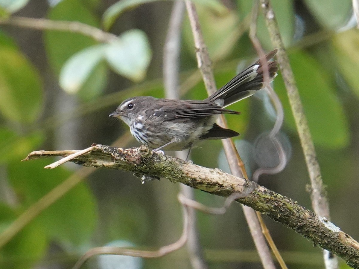 Fiji Streaked Fantail - ML622897819