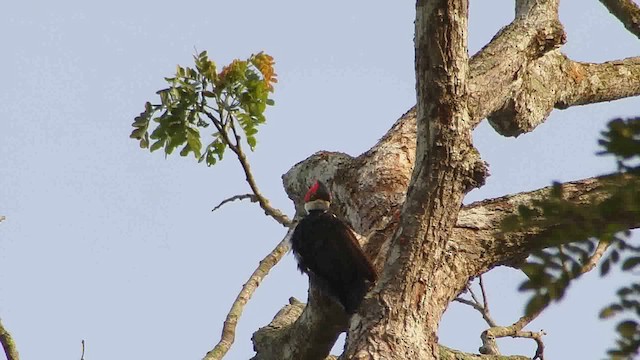 Crimson-crested Woodpecker - ML622897836