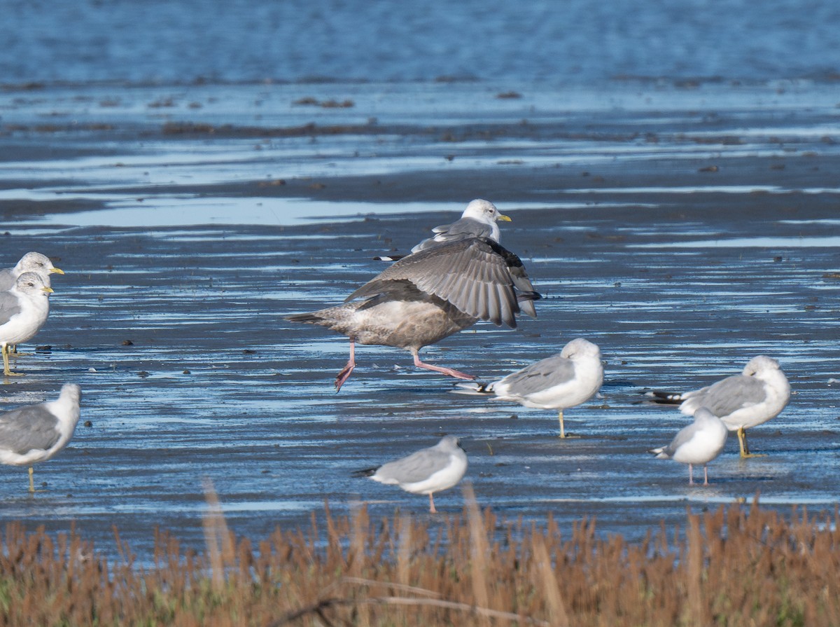 Herring x Glaucous-winged Gull (hybrid) - ML622897863